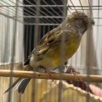 قناری|پرنده|اندیشه, اندیشه فاز ۱|دیوار