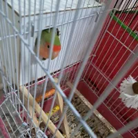 گوتول|پرنده|بم, |دیوار