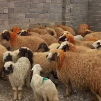 میش زاییده ابسته سنگین