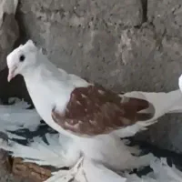 چند جفت کبوتر|پرنده|بم, |دیوار