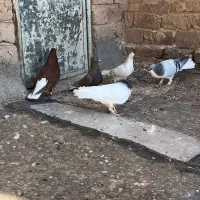 کبوتررنگی|پرنده|اقبالیه, |دیوار