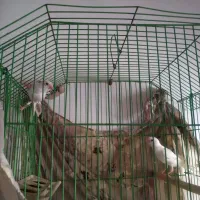 یک جفت قناری سفید