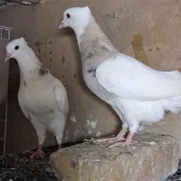 کفتر طوقی