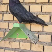 زاغ آبادانی عروسک