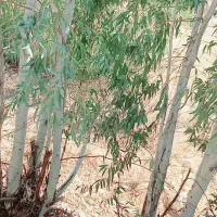 خریدار و برشکار چوب شما در سراسر استان هستم