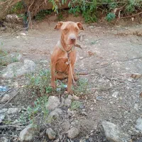 سگ گمشده