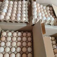 تخم مرغ نطفه دار گوشتی|حیوانات مزرعه|ساری, |دیوار