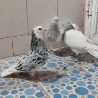 2تا کله الماسی نر 1نر سور پلنگ عتیقه