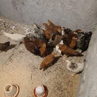 جوجه ۵ ماهه