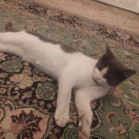 توله گربه خاکستری|گربه|شیراز, جوادیه|دیوار