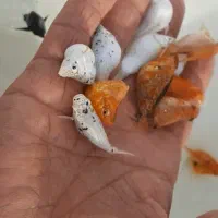 ماهی کاشان عمده|ماهی|کاشان, راوند|دیوار