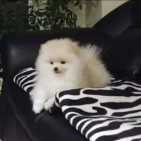 سگ پامر خرسی.پامرانیان جیبی|سگ|شیراز, میانرود|دیوار