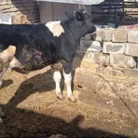 دوراس گوساله نر یکی اسراعیلی خالص یکیم  محلی|حیوانات مزرعه|زرقان, |دیوار
