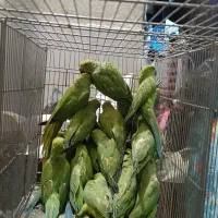 تعداد طوطی ملنگو جوانه نر ماده / زاهدان/