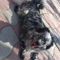 پاکوتا آشپیتز