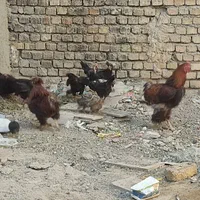مرغ سیاه تخمگذار|حیوانات مزرعه|اصفهان, شهرک ولیعصر|دیوار