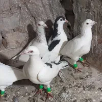 کبوترپرشی بوم