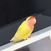 پرنده طوطی تربیت شده جوان