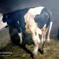 گوساله نر|حیوانات مزرعه|ایجرود, |دیوار