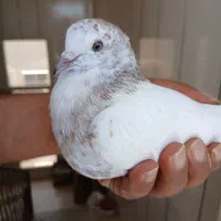 کبوتر
