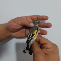 یک عدد سهره دورگ کلکسیونی فوق‌العاده زیبا