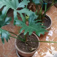 گل برگ انجیری