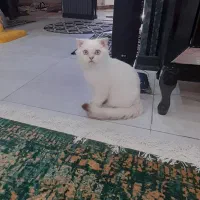 اسکاتیش سیلور