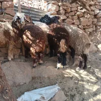 میش افشاری و بره|حیوانات مزرعه|مسجد سلیمان, |دیوار