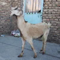 بز و بزغاله