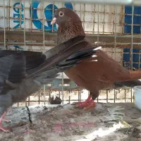 کفتر گرهن|پرنده|قشم, |دیوار