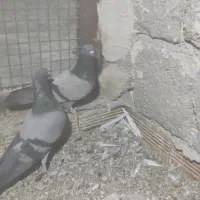 کبوترگرفتنی وپرشی