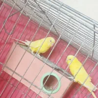 مرغ عشق گیرید آ و قناری