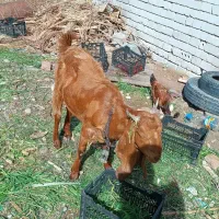 چند عدد بز پاکستانی