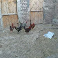 خروس محلی|حیوانات مزرعه|مرند, |دیوار