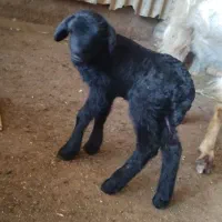 نربزغاله نربره|حیوانات مزرعه|علیآباد کتول, |دیوار