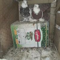 جفت طوقی کاکل پاپر