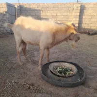 چبش سانن|حیوانات مزرعه|فردوس (خراسان), |دیوار