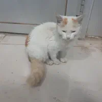 گربه دم سنجابی|گربه|رشت, سعدی (تختی)|دیوار