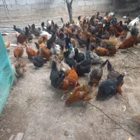 مرغ گلپایگان تخم گذار