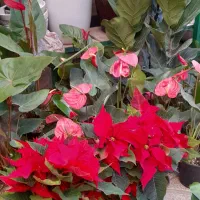 گل آپارتمانی بنت به خاطر روز مادر ارزون زدم