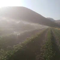 نشاء توت فرنگی پاروس