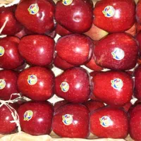 خریدارو فروشنده سیب هستم فله بار و لوکس تناژ بالا|خدمات باغبانی و درختکاری|مراغه, |دیوار