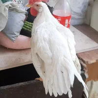 مرغ وخروس