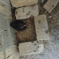 6تا کفتر 1000|پرنده|مرودشت, شهرک مهدیه|دیوار