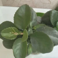 گلهای مناسب هدیه دادن|گل و گیاه طبیعی|تهران, تهرانپارس غربی|دیوار