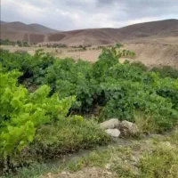 فروش باغ مناسب خانه باغ معاوضه با ماشین یا خانه