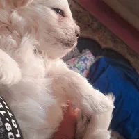 سگ  تریر|سگ|تبریز, |دیوار