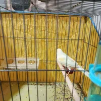 قناری ماده لیمویی مست مست|پرنده|کازرون, |دیوار