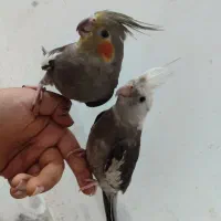 عروس هلندی|پرنده|قم, علی آباد سعدگان|دیوار