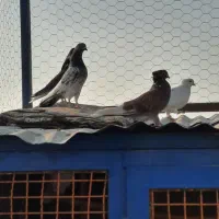 ۱۵تا کفتر جنس خوب|پرنده|کهریزک, |دیوار